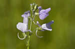 Oldfield toadflax